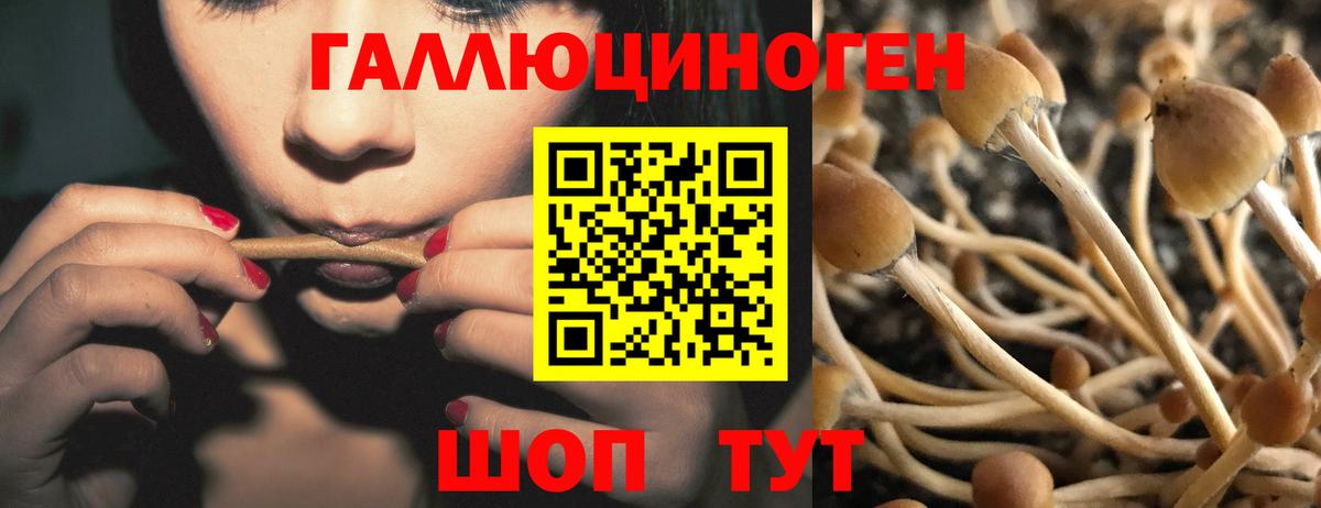 Галлюциногенные грибы GOLDEN TEACHER Гай